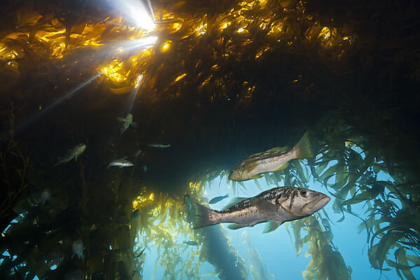 Kelp Bass in Kelp Forest