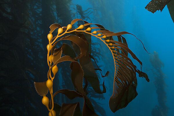Kelp Forest Giant Kelp