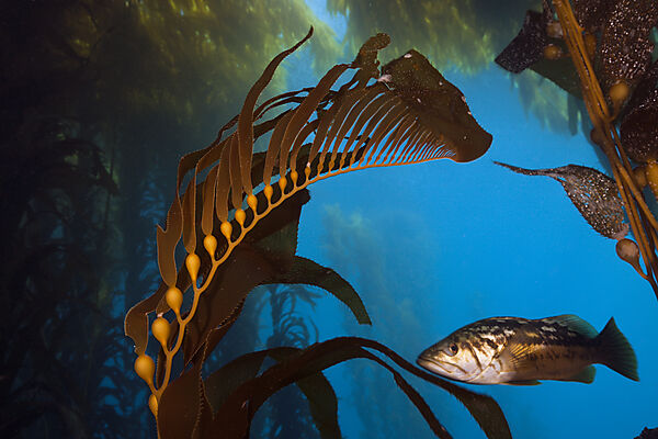 Kelp Bass in Kelp Forest