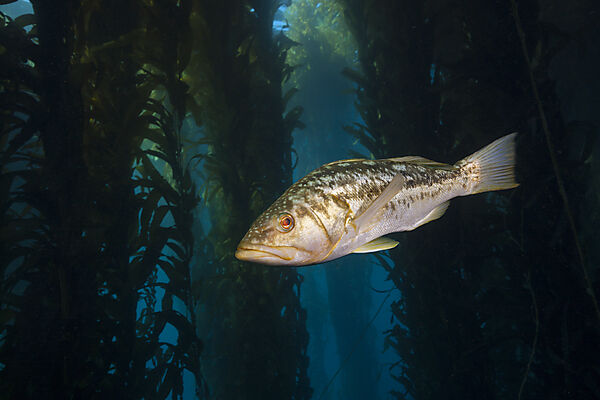Kelp Bass in Kelp Forest