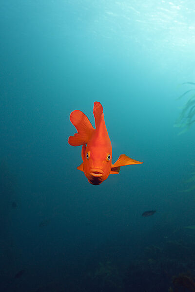 Garibaldi Fish