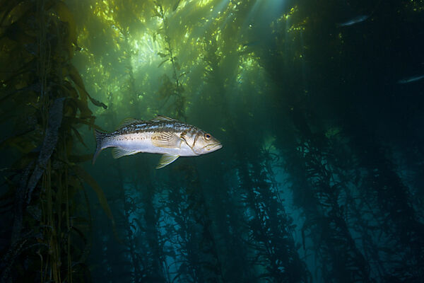 Kelp Bass Saegebarsch