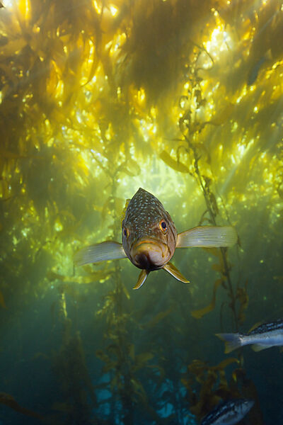Kelp Bass Saegebarsch