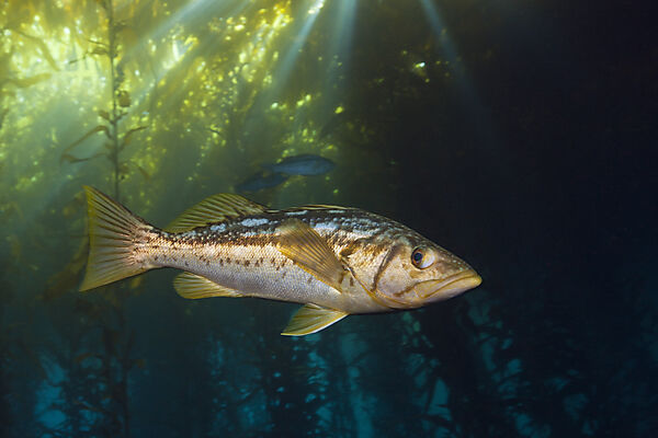 Kelp Bass Saegebarsch