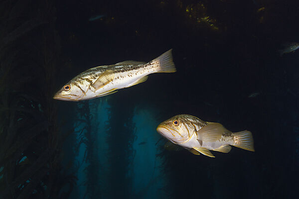 Kelp Bass Saegebarsch
