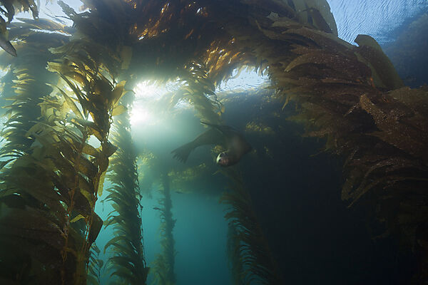 Kalifornischer Seeloewe in Kelpwald