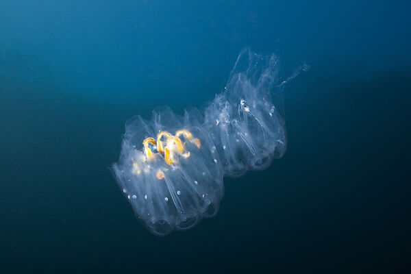 Salp Colony