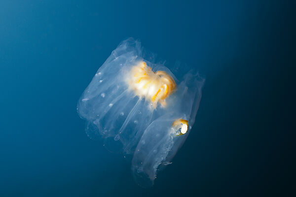 Salp Colony