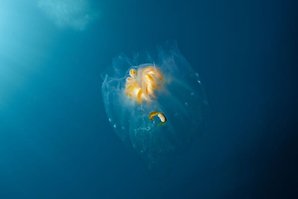 Salp Colony