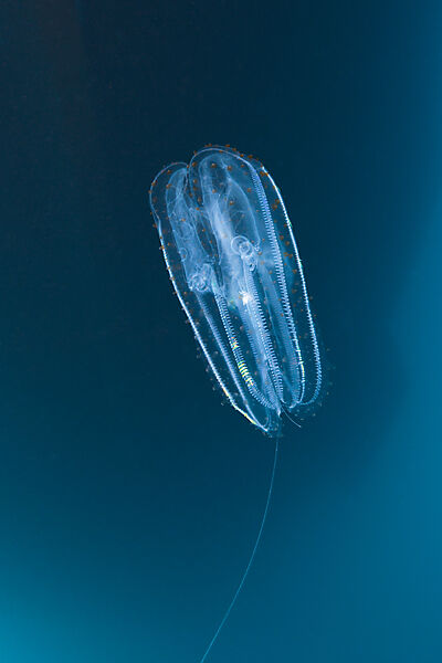 Comb Jellyfish