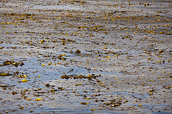 Kelp vor Cedros