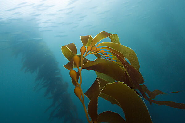 Kelp Forest Giant Kelp