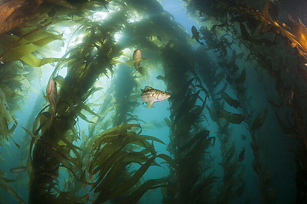 Kelp Bass in Kelp Forest