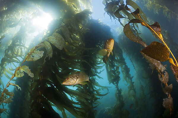 Kelp Bass in Kelp Forest