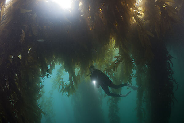 Scuba Diving in Kelp Forest