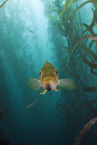 Kelp Bass in Kelp Forest