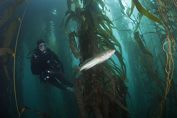 Scuba Diver and Kelp Bass