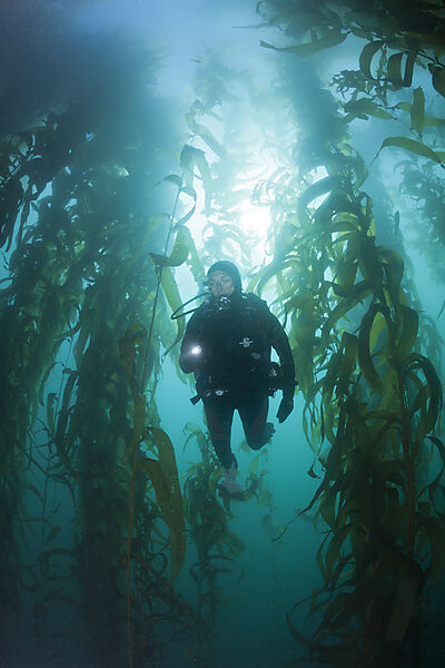 Scuba Diving in Kelp Forest