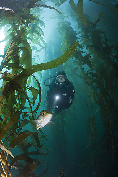 Scuba Diver and Kelp Bass