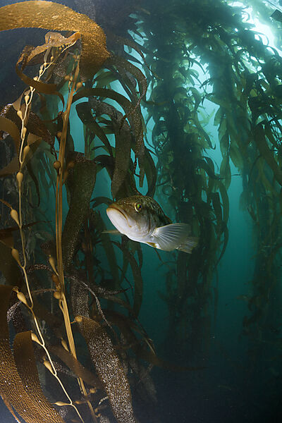 Kelp Bass in Kelp Forest