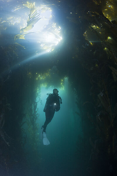 Scuba Diving in Kelp Forest
