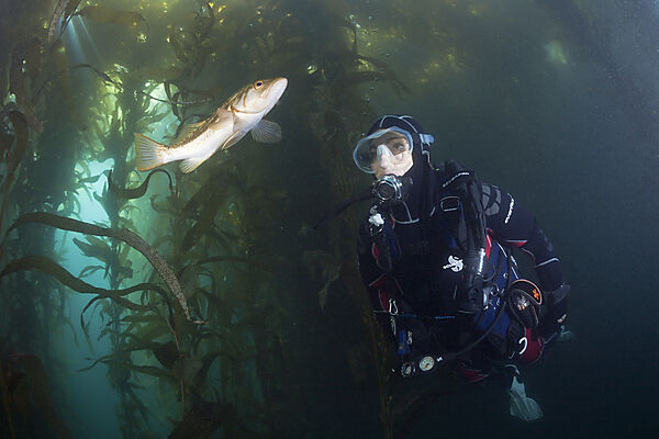Scuba Diver and Kelp Bass