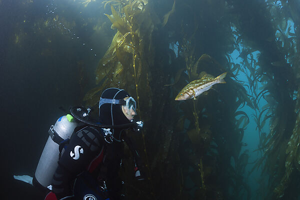 Scuba Diver and Kelp Bass