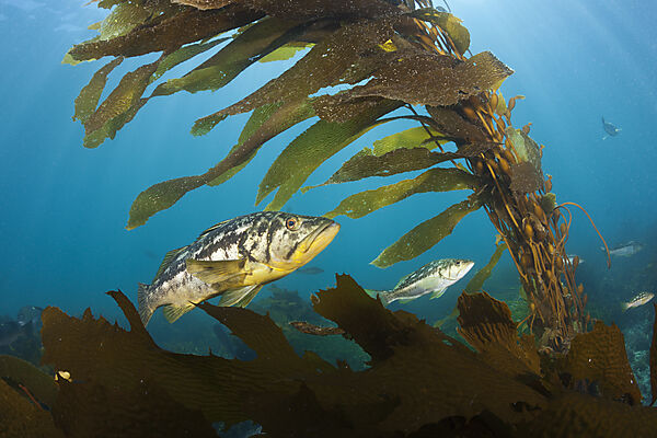 Kelp Bass in Kelp Forest