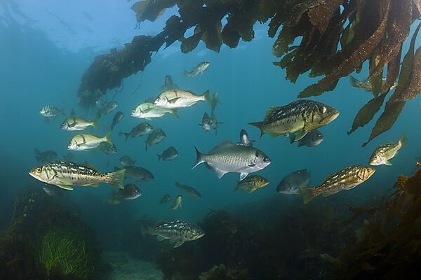 Kelp Bass in Kelp Forest