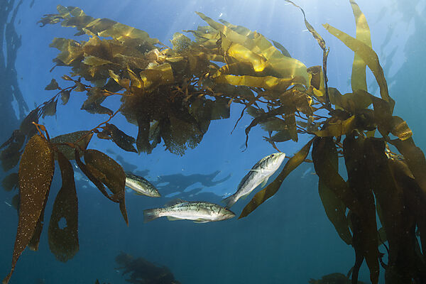 Kelp Bass in Kelp Forest