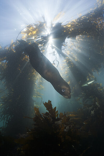 Kalifornischer Seeloewe in Kelpwald