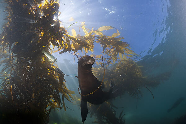 Kalifornischer Seeloewe in Kelpwald