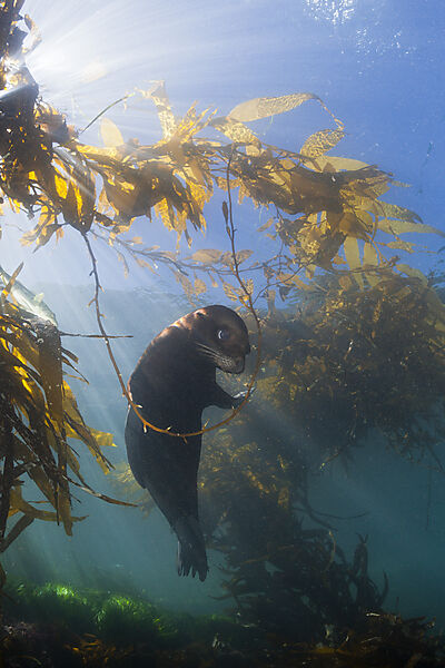 Kalifornischer Seeloewe in Kelpwald
