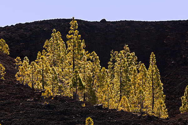 Kanaren-Kiefern im Teide Nationalparks