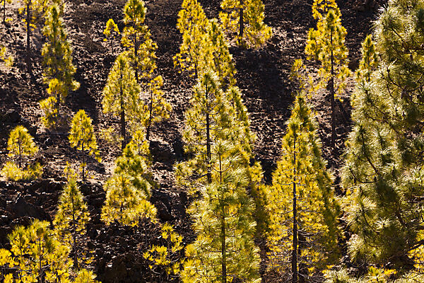 Kanaren-Kiefern im Teide Nationalparks