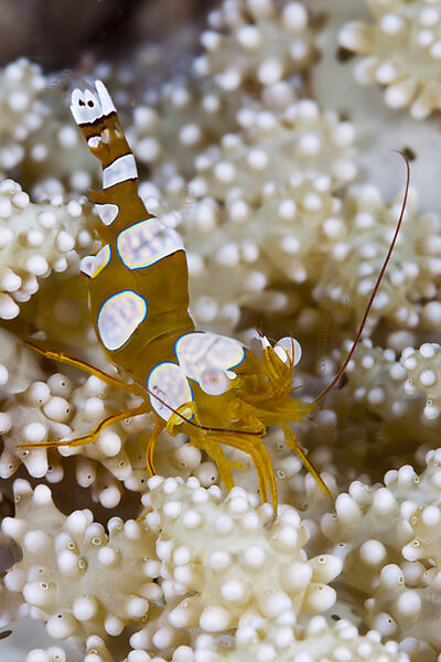 Squat Shrimp
