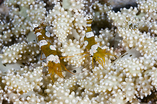 Pair of Squat Shrimps