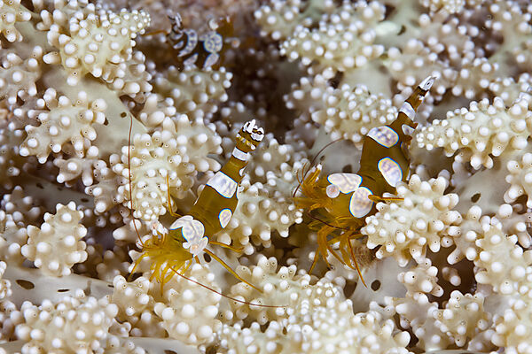 Pair of Squat Shrimps