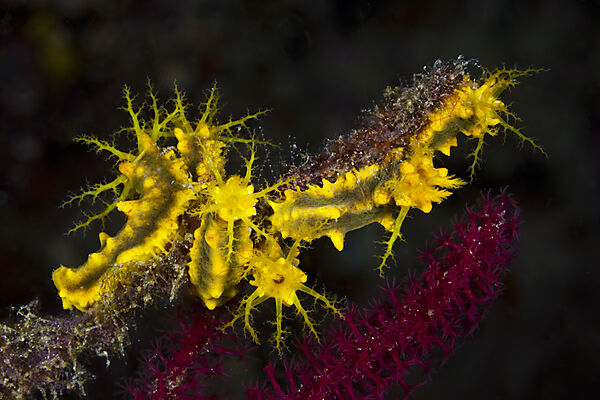 Yellow Sea Cucumbers