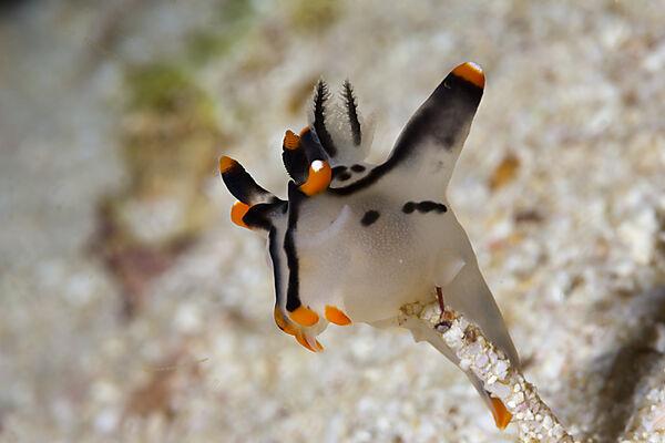 Neon Sea Slug
