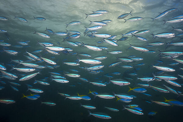 Shoal of Neon Fusilier