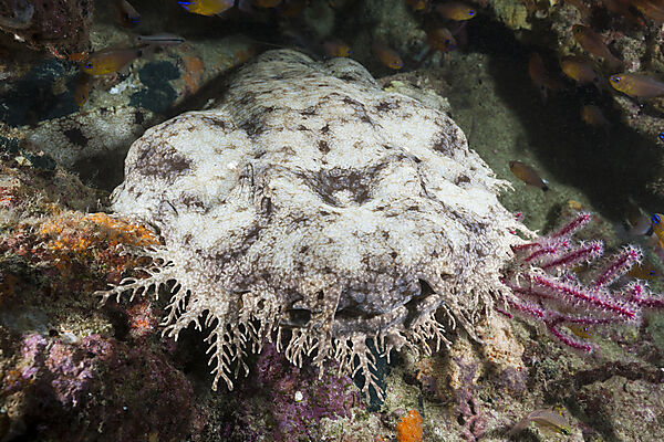 Tasseled Wobbegong