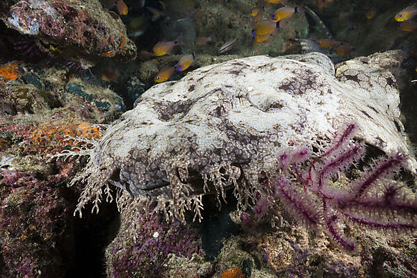 Tasseled Wobbegong