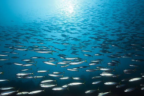 Shoal of Deep-bodied Round Scad