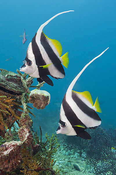 Pair of Longfin Bannerfish
