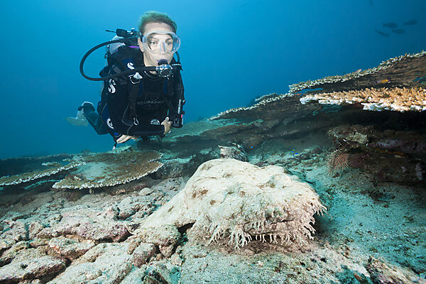 Scuba Diver and Tasseled Wobbegong