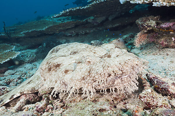 Tasseled Wobbegong