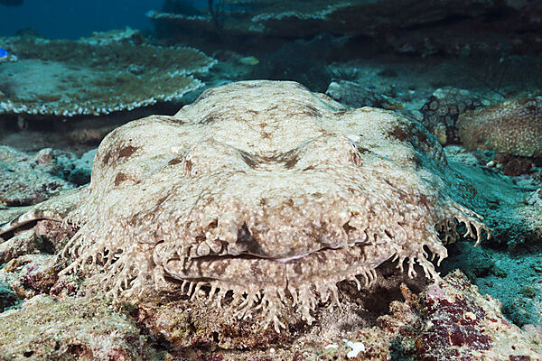 Tasseled Wobbegong