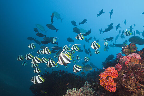 Longfin Bannerfish over Coral Reef