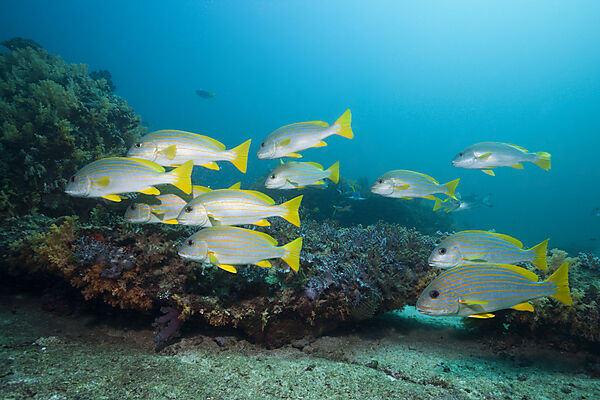 Celebes Sweetlips